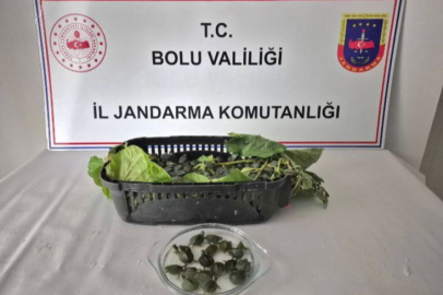 Bolu'da yolcu otobüsünde 500 yasaklı su kaplumbağası ele geçirildi