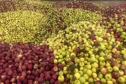 Meyve suyu olacak elmalar görüntülendi: Döküntü haline geldiler, üreticiler üzgün