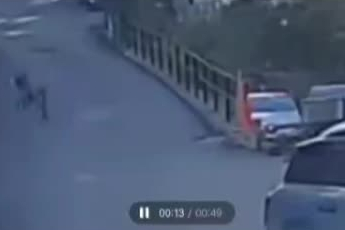 İstanbul'da bir şahıs aracına havlayan sokak köpeklerinden birini ezip kaçtı