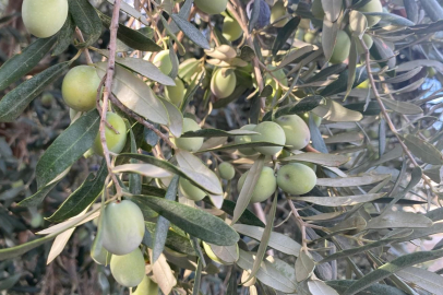 Muğla Fethiye'de zeytin hasadı başladı