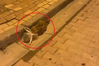 Bursa'da kedinin başına poşet geçirip bağladılar