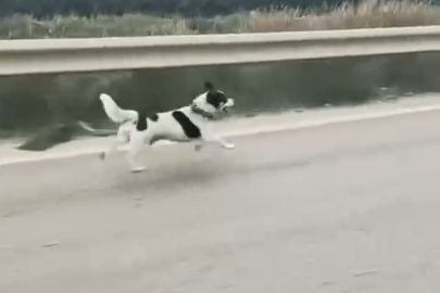 Bursa'da yağmura aldırış etmeden koşan köpek yürekleri burktu