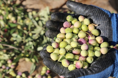 Bursa'nın dev markası Marmarabirlik duyurdu! Zeytin alımları başlıyor