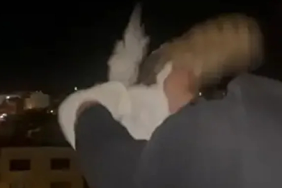 Çok ender görülüyor: ‘Peçeli baykuş’ Bursa'da evin balkonuna girdi