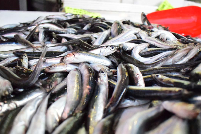 Karadeniz'de hamsi bereketi