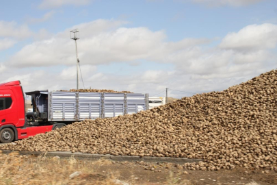 Pancar üretiminde düşüş şeker arzında sorun oluşturmayacak