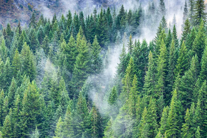 Bursa'da hekimler ormana hayat veriyor!