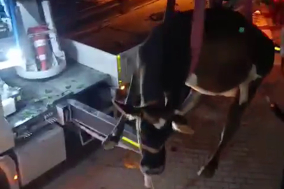 Hatay'da evin damında mahsur kalan inek vinçle kurtarıldı