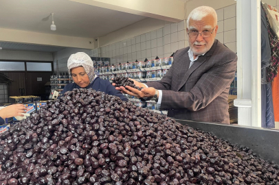 Bursa ve Balıkesir’de zeytin bereketi: 170 bin tonluk üretim hedefi
