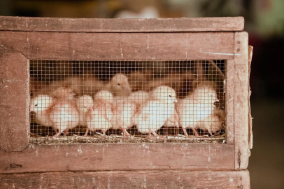 Avrupa'da kuş gribi alarmı: Rakamlar yarım milyona ulaştı!