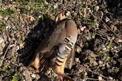 Balıkesir'de ava gelen avcılara protesto şoku