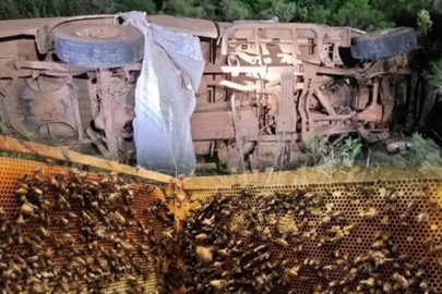 Brezilya'da araçla arı kovanlarına çarptı, yardıma gelen babası da hayatını kaybetti!