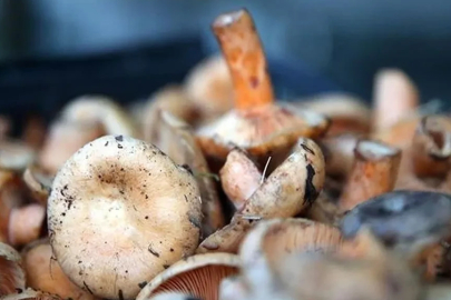 Ölüm getiriyor! Uzmanından topladıkları mantarları satanların hoşuna gitmeyecek sözler: Diğerini tercih edin