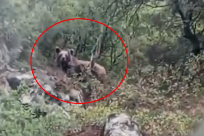 Bursa'da kepçe operatörü ormanda ayı görüntüledi! Kaymakamlıktan uyarı geldi...