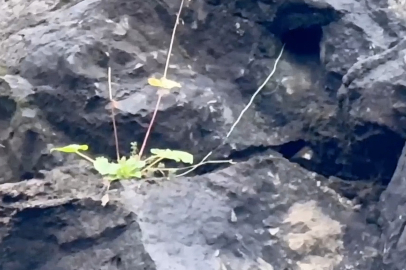 Amasra'da kayalardan sarkan kablolar paniğe neden oldu
