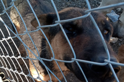 Yozgat'ta köpeğe şiddet uygulayan şahıs gözaltına alındı