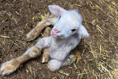 Bursa'da şap hastalığı ile mücadele eden kuzunun hikayesi yürek burktu