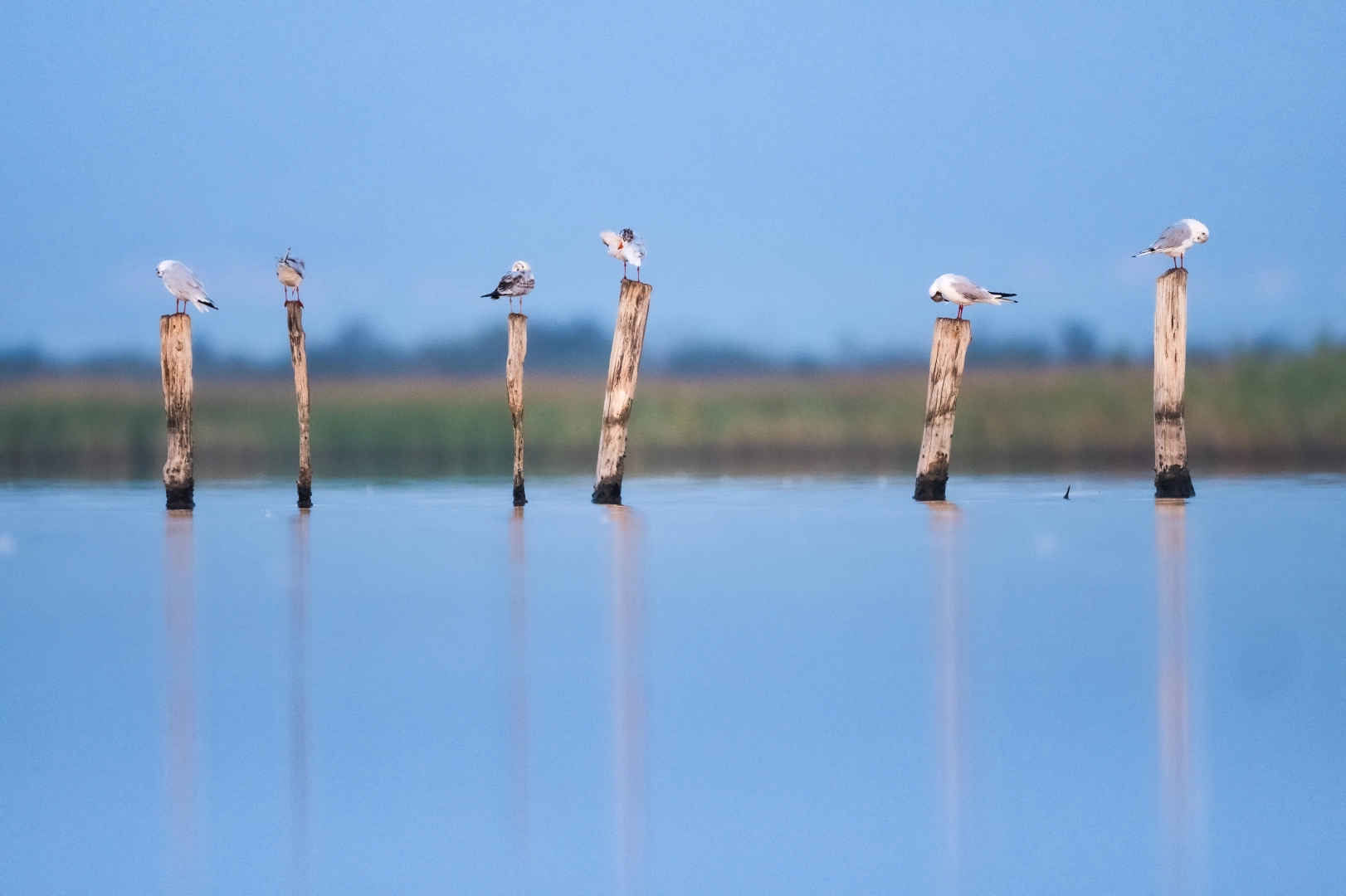 Göçmen kuşlar Bursa'da mola verdi