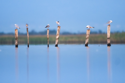 Göçmen kuşlar Bursa'da mola verdi