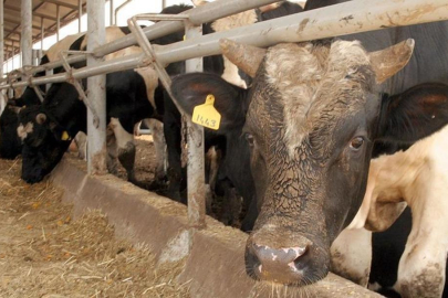 Ölümcül hastalık yıllar sonra Türkiye'de! Korkunç belirtilere sahip...