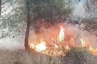 Adana'da bir çocuğun çıkardığı öne sürülen yangında 100 zeytin ağacı yandı