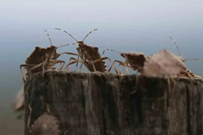 Türkiye'de kahverengi kokarca alarmı! Karadeniz'i sardı, Marmara ve Ege'de de görüldü...