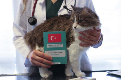 Bursa'da evinde kedi-köpek besleyenlere uyarı! Tarih verildi: Cezası var