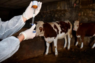 Şap hastalığıyla mücadelede Türkiye kontrollü şekilde ilerliyor