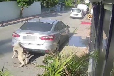 Antalya'da köpeği silahla vuran emekli polis için 4 yıla kadar hapis talebi