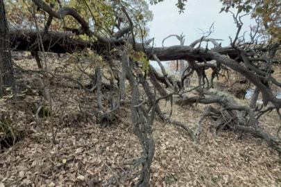 Bu ormana balta sokmak yasak!