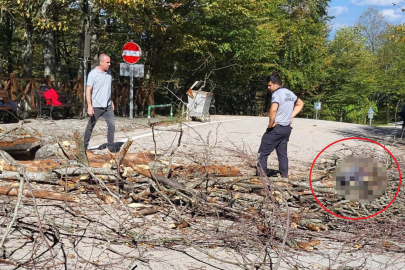 Bursa'da üzerine ağaç düşen belediye işçisi hayatını kaybetti