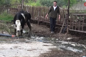 Bursa şap faciası: 8 buzağımızı şapa verdik