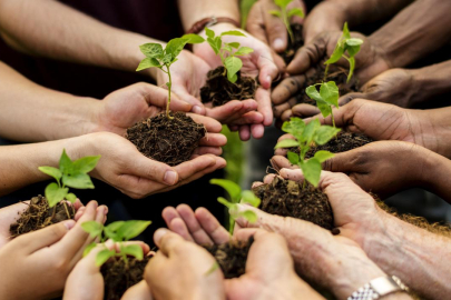 11 Kasım'da 81 ilde 550 milyona yakın fidan toprakla bulaşacak