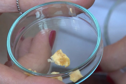 Balıkçılardan kılçık topladılar, kolajen elde ettiler!