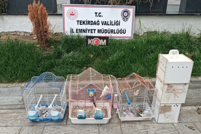 Tekirdağ'da yasa dışı hayvan üretimine ağır ceza