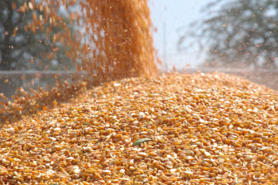 Arpa ve mısır ithalatında tarife kontenjanları 1 milyon tona yükseltildi