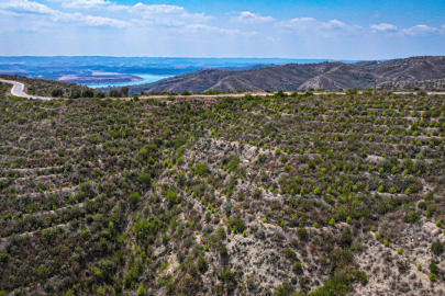 Ormanlar küllerinden doğuyor, yanan alanlar yeniden yeşeriyor