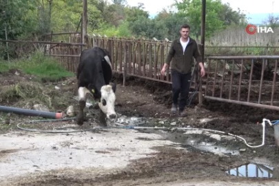 Bursa'dan uyarı geldi: Şapa karşı en radikal koruma aşı, ihmal etmeyin!