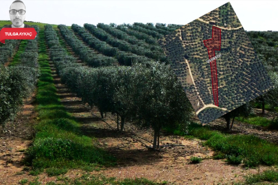 Bursa'da dev zeytinlik satışta! Tam 2 bin metrekare: Fiyatı...