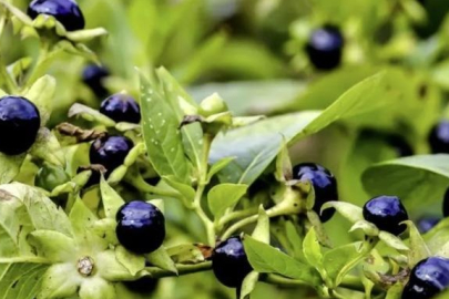 Ispanak sanıp yediler! Aynı aileden 11 kişi hastanelik oldu