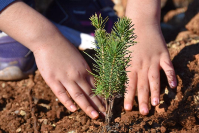 Milyonlarca fidan 11 Kasım'da toprakla buluşacak