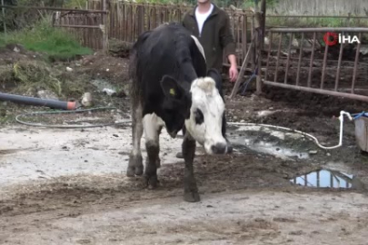 Bursa'da şap alarmı! Uzman isim uyardı: İdrar içirmeyin