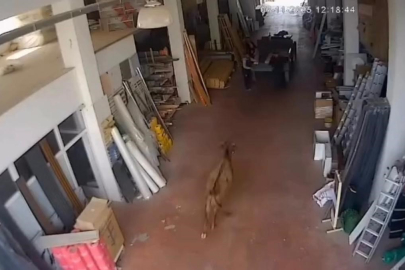 Çankırı'da depoya giren inek çalışanlara saldırdı: Vatandaşlar güçlükle kurtuldu