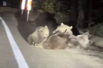 Bursa'da anne ayı yavrularını emzirirken görüntülendi