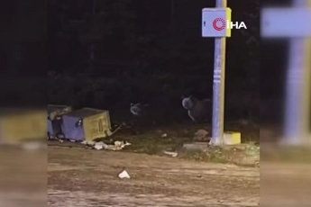 Bursa'da ayılar çöp konteynerlerini talan etti!