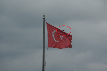 Karganın Türk bayrağı inadı böyle görüntülendi