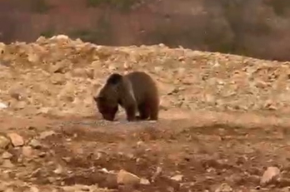 Yol kenarındaki ayıya 'hamsi' ziyafeti verdiler