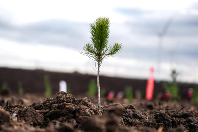 Milli Ağaçlandırma Günü'nde çifte rekor