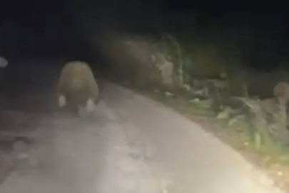 Bolu'da aracın ışıklarından korkan ayı böyle kaçtı