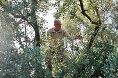 Bursa Mudanya’da zeytin hasadı sezonu başladı
